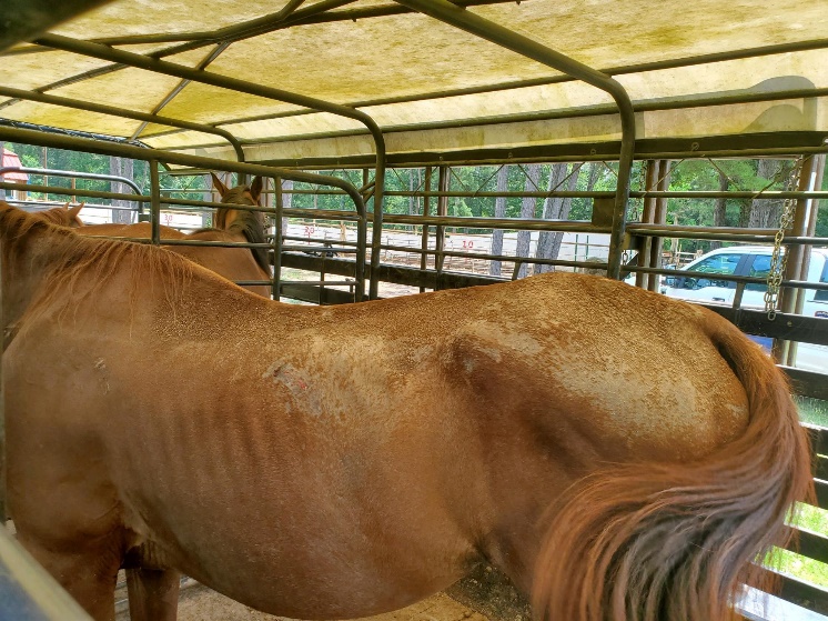 Malnourished horse 2 - side view